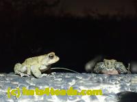 /home//u458753944/public_html/sourcegallery//////////////////////Roxborough Toad Detour/2013-2019/2017/P4110732.JPG